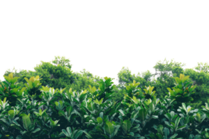 Lush green foliage of various plants and trees creating a dense, verdant backdrop against a clear sky, perfect for nature-themed design projects. png