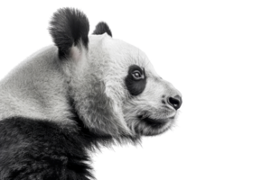 Profile of a panda with a serene expression, isolated on transparent background. Perfect for nature, wildlife, and animal-themed projects. png