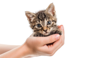 Adorable small kitten being held in hands with a transparent background. showcasing love and care for pets. png