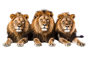 Three majestic lions lying down, showcasing their regal and powerful presence against a transparent background. perfect for wildlife-themed designs. png