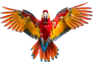 Vibrant red parrot in mid-flight, showcasing colorful wings and expressive eyes, isolated on transparent background. png