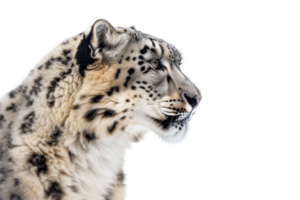 Side profile of a majestic snow leopard with clear white fur and black spots against a clean transparent background. showcasing its elegant features. png