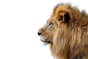 Profile photo of a majestic lion with a thick mane, facing left, against a black background, capturing the essence of wildlife's king. png
