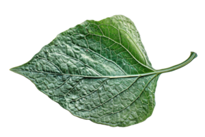 Close-up image of a single green leaf with detailed veins, isolated on a transparent background. png