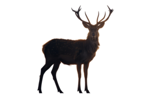 Majestic stag deer with large antlers standing in profile, illuminated by warm light, isolated on a black background. png