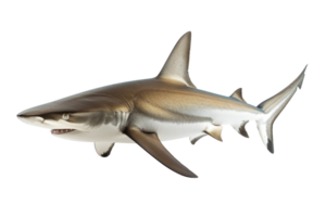 A realistic 3D render of a shark, showcasing its sharp teeth, fin structure, and streamlined body against a transparent background. png