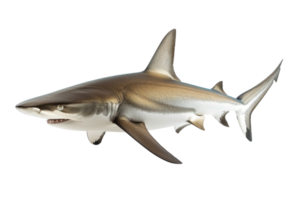 A realistic 3D render of a shark, showcasing its sharp teeth, fin structure, and streamlined body against a transparent background. png