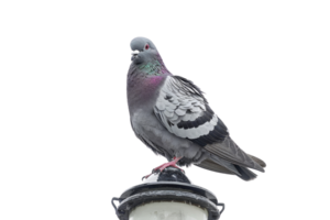 Close-up of a pigeon perched on a lamp post, showcasing its detailed feathers and vibrant colors against a transparent background. png