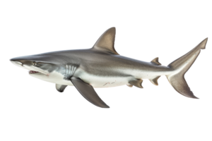 A detailed image of a shark swimming in the ocean, showcasing its sleek body and ferocious nature, perfect for marine life visuals. png