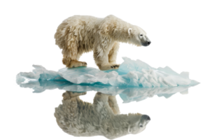 Polar bear standing on an ice floe, reflected in water, symbolizing climate change and arctic wildlife in a pristine environment. png