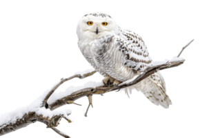 Snowy owl perched on a snow-covered branch, with piercing yellow eyes and detailed feathers, in a winter scene. High-resolution wildlife photo. png