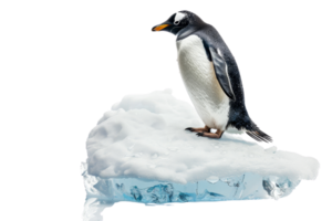 Gentoo penguin standing on ice block against transparent background. representing Arctic wildlife and cold climates. png