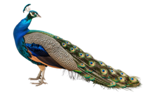 A vibrant, colorful peacock with its elegant, iridescent plumage fully displayed, showcasing its stunning feather patterns in detail. png