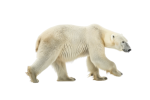 A majestic polar bear walking on transparent background. showcasing its powerful build and thick fur, perfect for wildlife and nature-themed projects. png