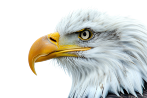Close-up detail of a majestic bald eagle's head, showcasing its sharp beak and piercing eye against a transparent background. png