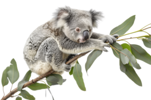 A cute koala resting on a eucalyptus tree branch isolated on a transparent background. showcasing its natural habitat. png