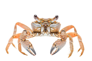Close-up of a colorful crab with detailed claws and legs on a transparent background. showcasing intricate patterns and textures. png