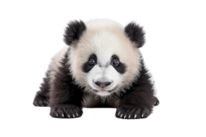 Adorable baby panda cub with black and white fur lying down, isolated on transparent background. showcasing cute wildlife charm. png