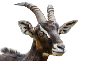 Close-up of a brown goat with long twisted horns and white markings on its face, isolated on a transparent background. png