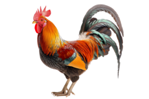 Close-up of a colorful rooster with vibrant feathers, isolated on transparent background. showcasing its impressive plumage and regal stance. png