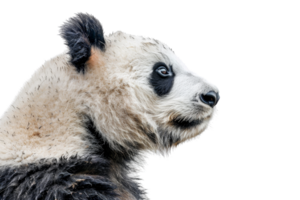 Close-up image of a panda bear's profile, showcasing its distinct black and white fur pattern and expressive eye against a transparent background. png