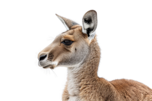 Close-up of a kangaroo with a transparent background. showcasing its detailed features and expressive eyes. png