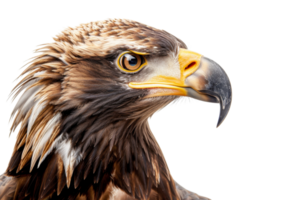 Close-up of a majestic golden eagle with sharp eyes and detailed feathers on a transparent background. showcasing wildlife and bird of prey. png