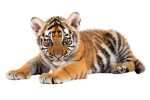Adorable tiger cub lying down with a curious gaze, showcasing intricate patterns on its fur and playful demeanor. png