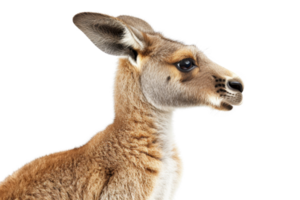 Close-up of a kangaroo profile, showcasing its distinctive features and natural beauty, isolated on transparent background. png