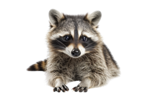 Adorable raccoon sitting and looking at the camera with its black and grey fur, isolated on a transparent background. png