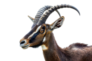 Close-up of a majestic antelope with impressive curved horns and distinctive facial markings, isolated on a transparent background. png