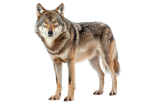 Close-up of a standing wolf isolated on transparent background. showcasing the majestic and powerful presence of this wild animal. png