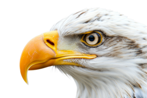 Close-up of majestic bald eagle's head with sharp beak and piercing eyes, showcasing detailed feathers and powerful gaze against a transparent background. png