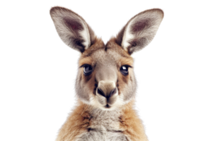 Close-up portrait of an adorable kangaroo isolated on a transparent background. showcasing its features with a bright and curious expression. png