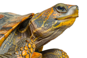 Close-up of a turtle with intricate shell and skin patterns. Vibrant colors and detailed textures highlight this fascinating reptile. png