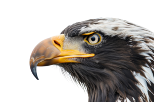 Close-up of a majestic eagle's head with intense yellow eyes and sharp beak, isolated on a transparent background. Perfect for wildlife themes. png