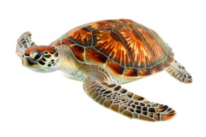 Colorful sea turtle isolated on a transparent background. showcasing intricate shell pattern and flippers. png
