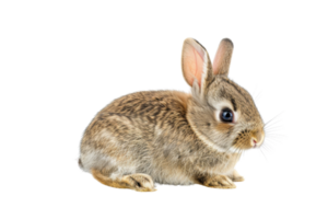 Cute brown rabbit sitting upright with alert ears and fluffy fur on transparent background. perfect for spring and Easter themes. png