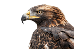 Close-up shot of a majestic eagle, highlighting its sharp features and powerful gaze. Perfect for wildlife and nature themes. png
