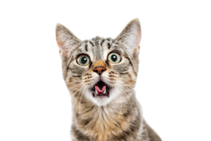 Close-up of a surprised tabby cat with wide eyes and open mouth on a transparent background. capturing a funny and curious expression. png