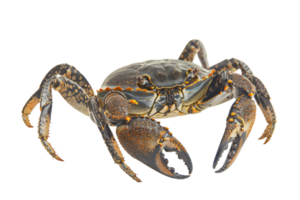 High-quality image of a crab with detailed features and claws, suitable for marine, wildlife, and seafood-related projects. png