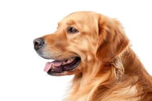 Golden Retriever dog profile isolated on transparent background. showcasing its friendly expression and golden fur. Perfect for pet-related projects. png