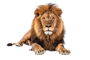 Majestic lion lying down with a focused gaze, showing its powerful presence and regal mane, isolated on a transparent background. png