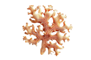 Close-up of a beautiful red coral branch isolated on a transparent background. showcasing intricate details and textures. png