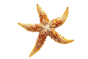 Close-up of a starfish with intricate details and textures, isolated on a transparent background. perfect for marine and beach-themed projects. png