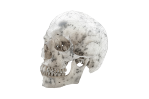 Intricate, detailed human skull model showcasing anatomical structure and geometric network for scientific or educational use on transparent background. png