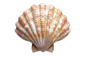 Close-up of a beautiful seashell with a textured, ridged surface and natural coloration, isolated on a transparent background. png