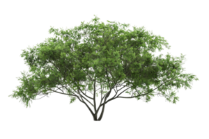 Lush green tree with dense foliage, featuring a sprawling canopy, perfect for nature and landscape themes in your design projects. png