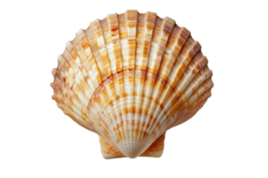 Close-up image of a vibrant, orange-striped seashell, showcasing unique patterns, captured against a clean transparent background. Nature's art in marine life. png