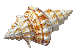 Close-up image of a beautiful, intricate seashell with unique, natural patterns. Ideal for beach, nature, and marine-themed projects. png